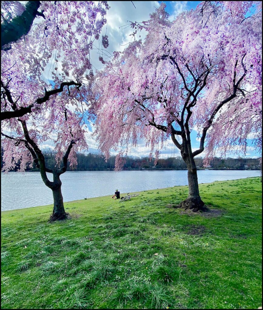 Cherry blossom trees bloom next to the Schuylkill River in Philadelphia.