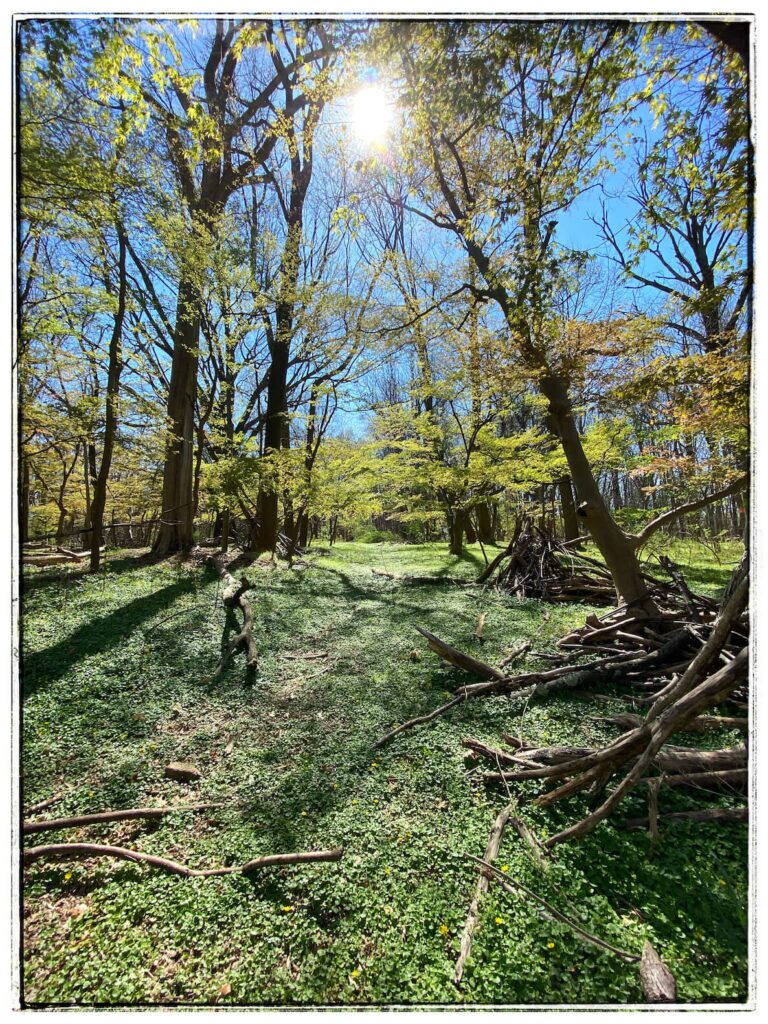 An open meadow in the Wissahickon with green trees and sunlight