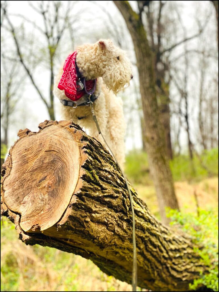A dog stands on a fallen tree in the Wissahickon