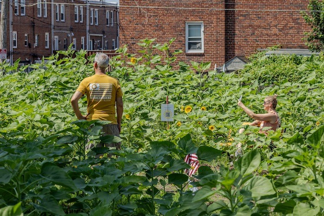 Two people in a plot of tall sunflowers in the Heroic Gardens. One is taking a selfie. The other stands with his back to us. Beyond them are Philadelphia rowhouses. 