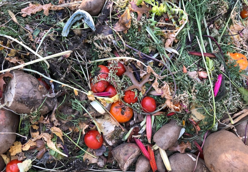 Compost pile with tomatoes