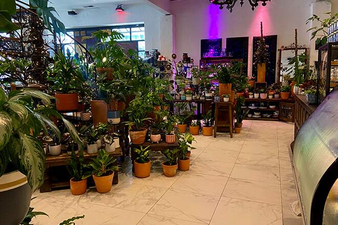Plants inside a plant shop in the Manayunk section of Philadelphia.