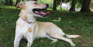 Header photo by maizy.the.dingo