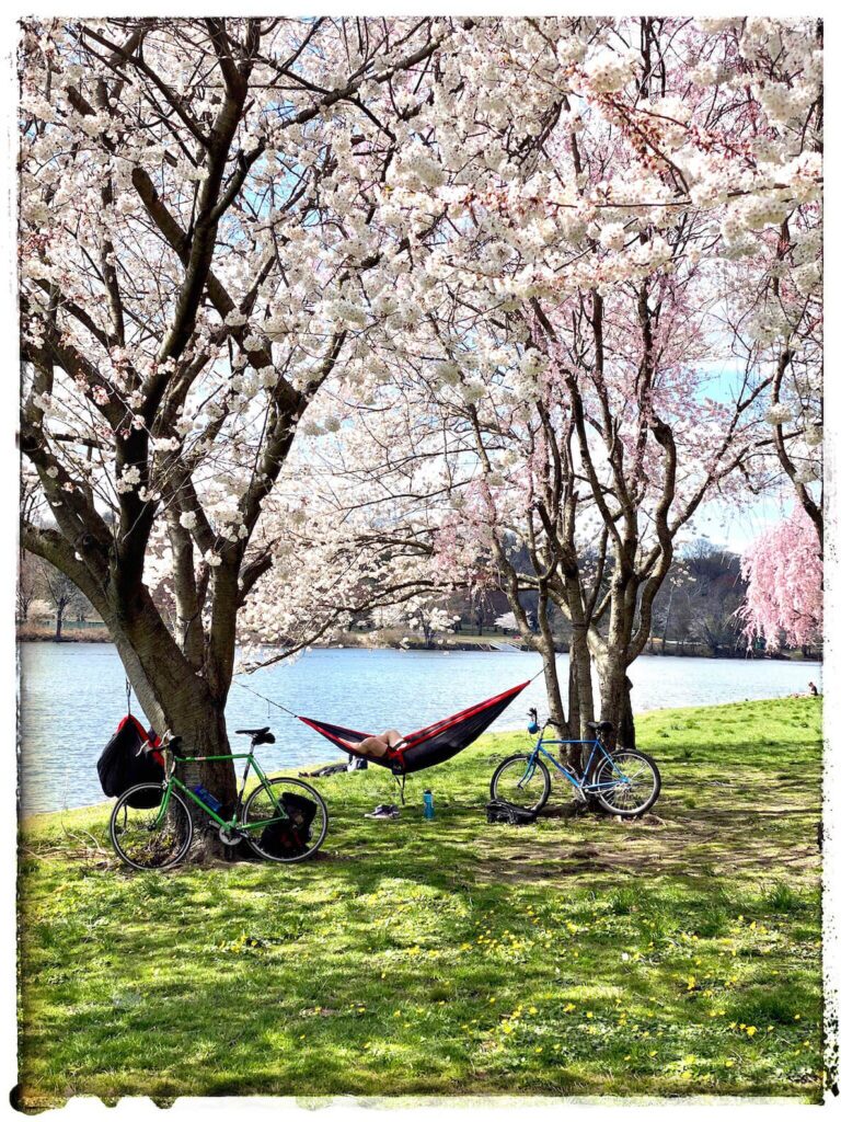 A hammock swings between two cherry blossom trees that are in full bloom along the Schuylkill River in Philadelphia