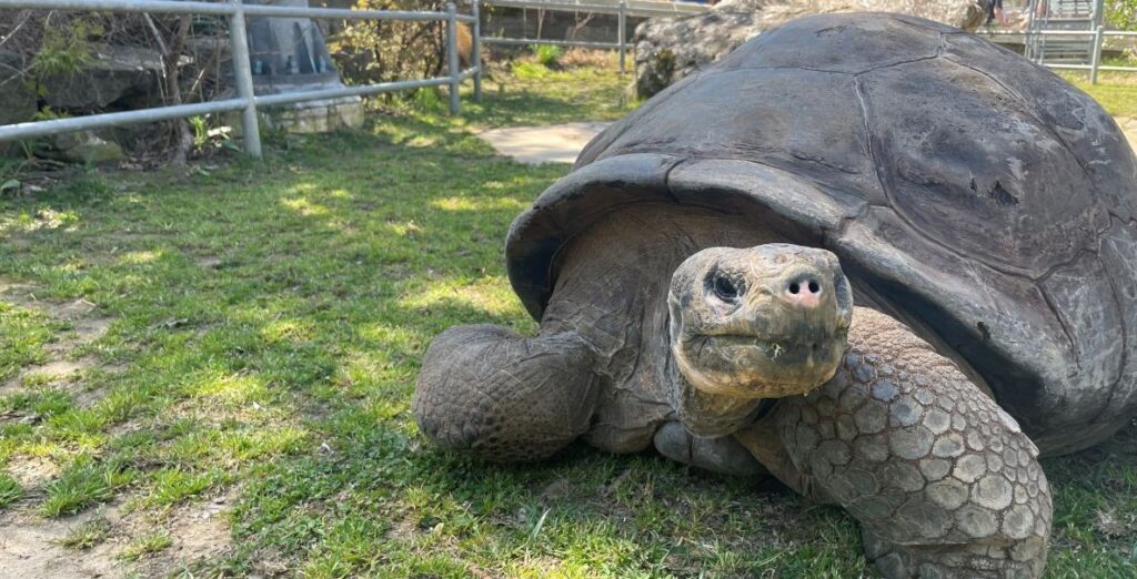 A Galapagos Giant Tortoise laying on grass gazes at the viewer