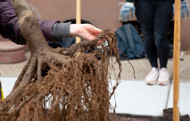 A root structure heads for a permanent home along a city sidewalk.