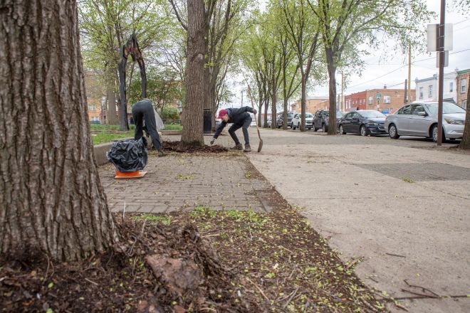 Volunteers remove unwanted growth around older trees in a Philadelphia park.