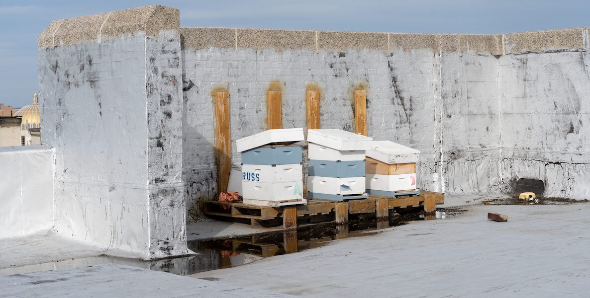Three beehives on the roof at 990 Sprint Garden in Philadelphia