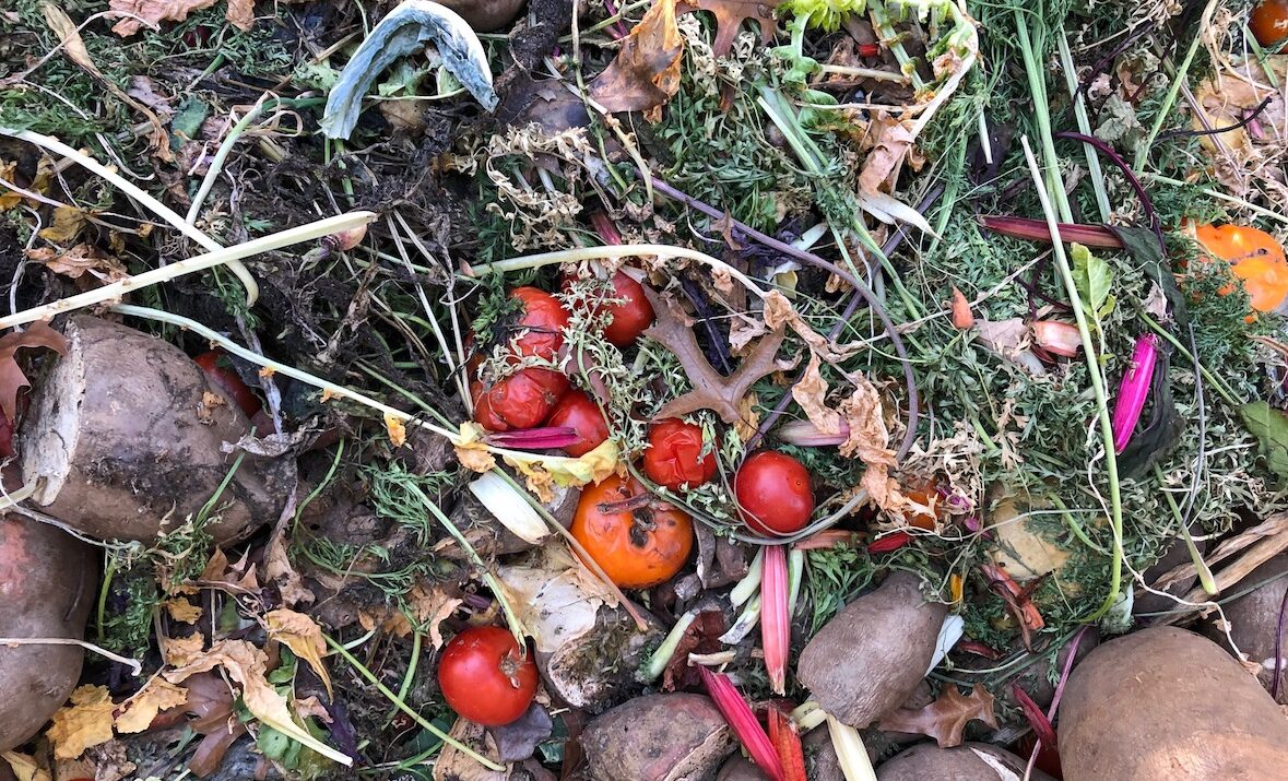 Compost pile with tomatoes