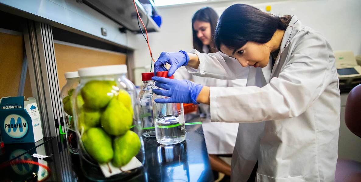 Strella Biotech has created a "fruit-hacking" device that lets produce distributors know when they're product is close to being spoiled