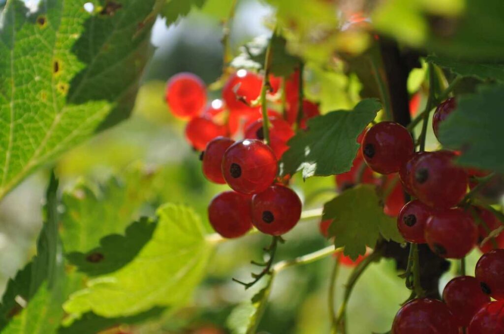 Red currants grow bright red in a garden in Philadelphia. It's a great food to grow in the city.