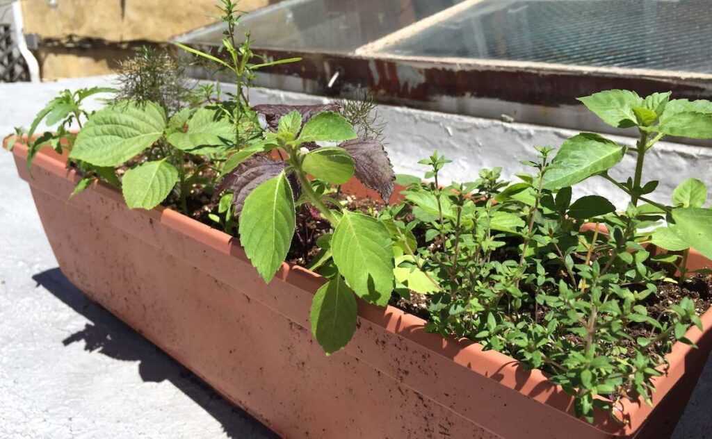 A beautiful variety of herbs grow in a planter in an urban garden in Philadelphia.