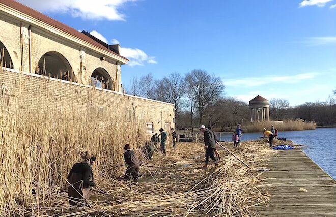Volunteers pile up phragmites ion the dock of the boathouse of FDR Park.