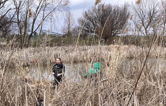 Volunteers work to clear phragmites in one of the lakes at FDR Park.