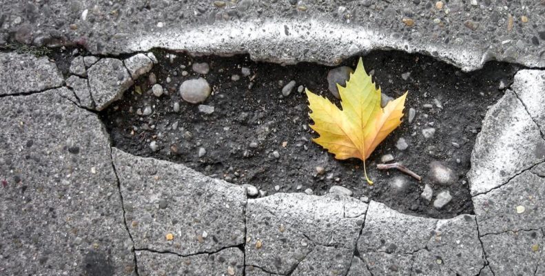 This photo of a leaf in a pothole accompanies an article about how planting flowers in potholes could help get them filled in Philadelphia