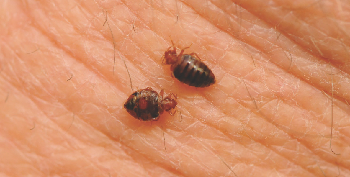 Bed bugs is a big problem in Philadelphia