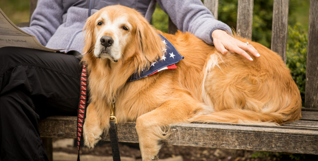 A dog at the Museum of the American Revolution