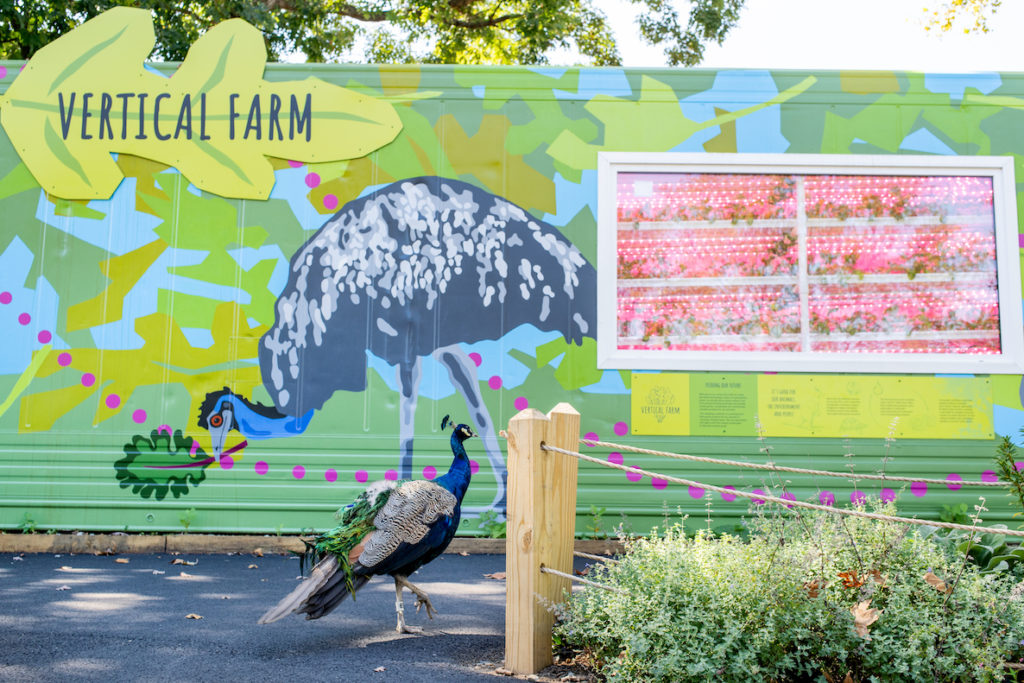 A Peacock walks past the new vertical farm at the Philadelphia Zoo, which grows nutritious greens for 20 animal species.