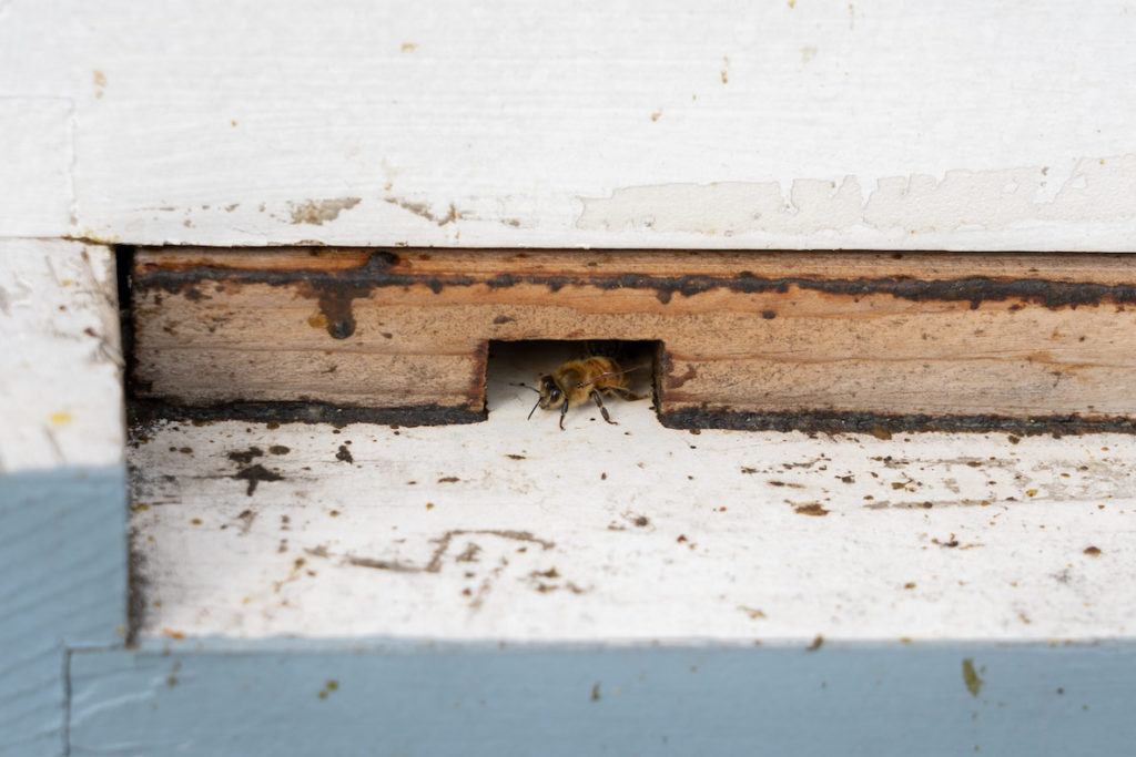 A bee emerges from a tiny bee doorway on a rooftop beehive in Philadelphia.