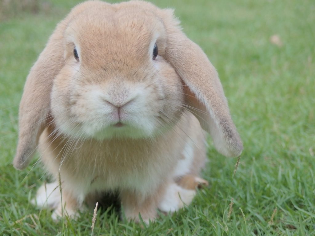 A rabbit takes a break from hopping around the yard to stare into the camera