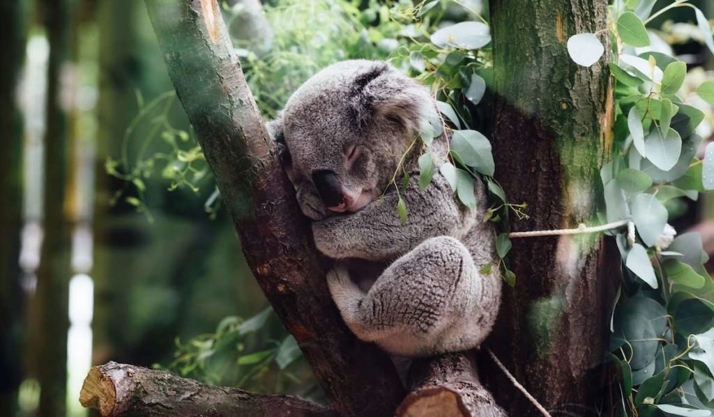 A koala rests in a tree in Australia. These animals have been greatly impacted by the Australian bushfires. 