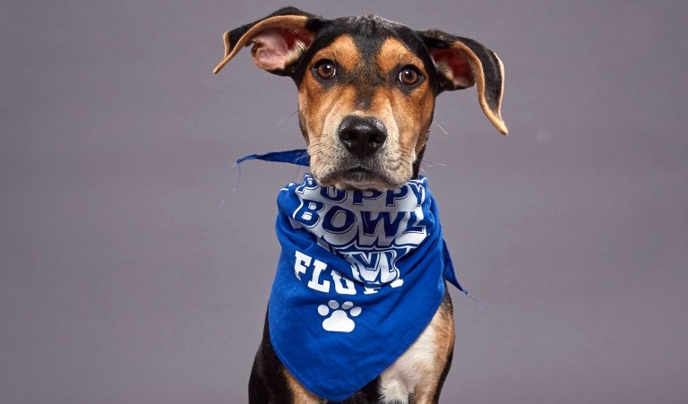 Coach, a rescue dog from Morris Animal Refuge in Philadelphia, will perform in the annual Puppy Bowl on Animal Planet. 
