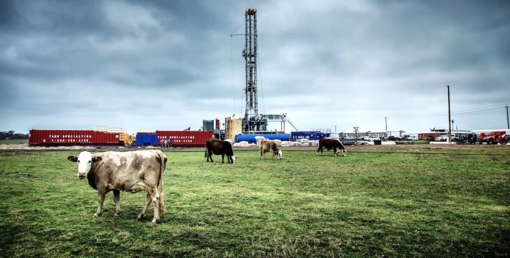 Cows graze in a field with a giant oil rig in the background.