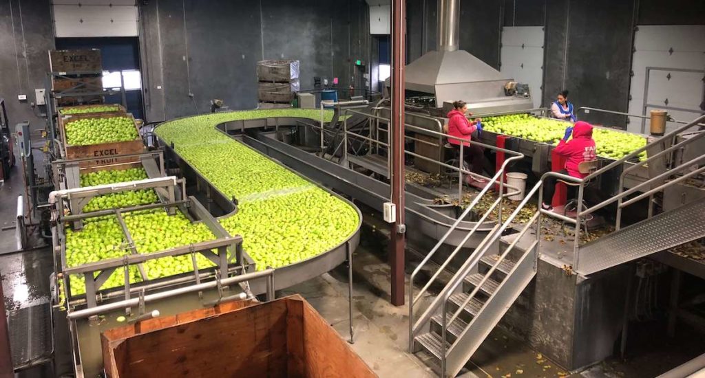 A major apple facility shows tons of apples flowing down an assembly line.