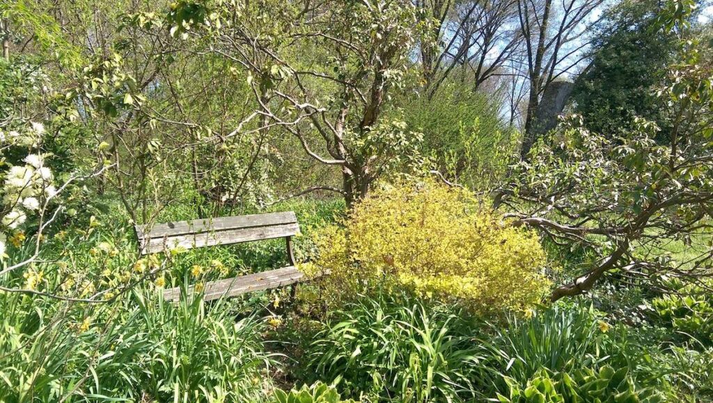 An empty bench surrounded by spring blooms is one of the photos in the City Nature Challenge in Philadelphia