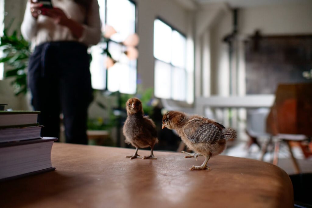 Chickens hang out on a table at do-good creative agency Cohere in Philadelphia