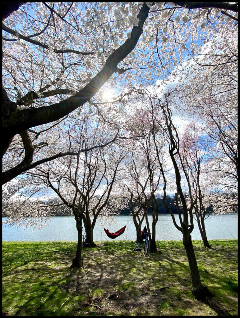 A hammock swings between two cherry blossom trees that are in full bloom along the Schuylkill River in Philadelphia