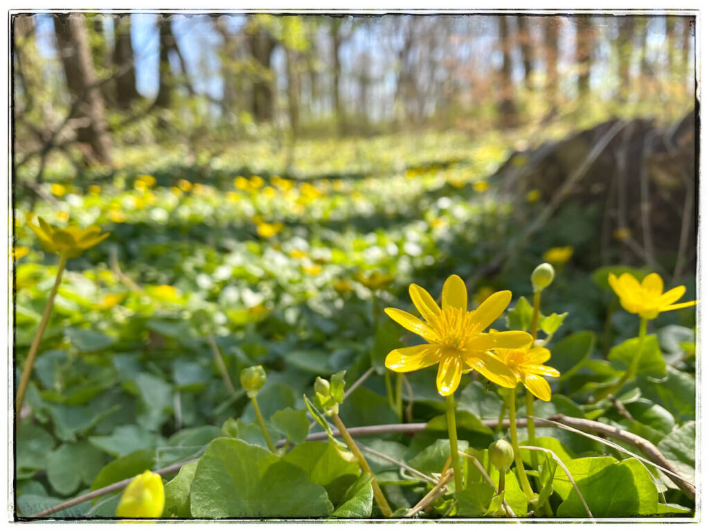 A yellow flower blooms in a patch of grass in the Wissahickon