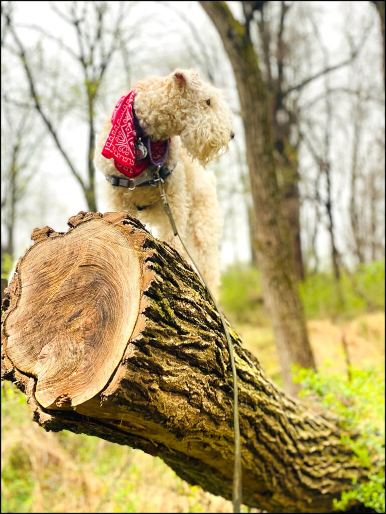A dog stands on a fallen tree in the Wissahickon