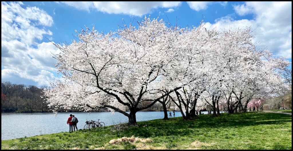 Cherry blossom trees bloom next to the Schuylkill River in Philadelphia.