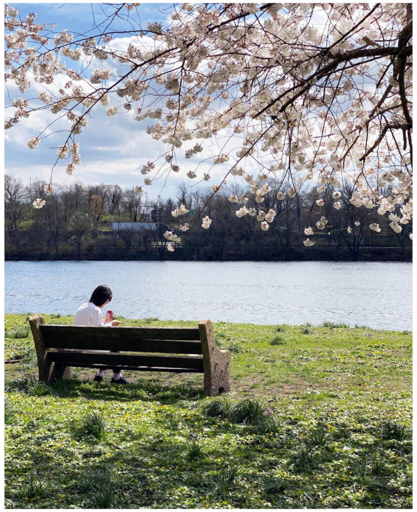 A woman sits on a bench quietly along the Schuylkill River in Philadelphia, with a cherry blossom in full bloom right behind her
