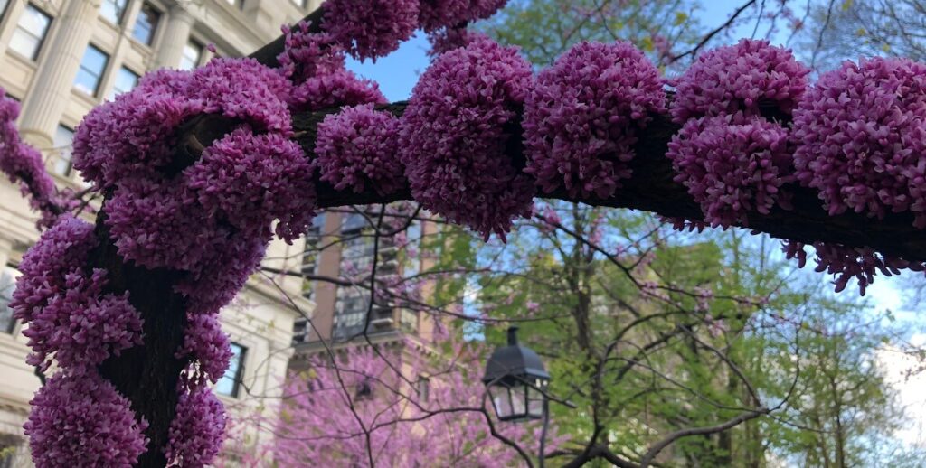 Redbuds bloom purple in Philadelphia's Washington Square.