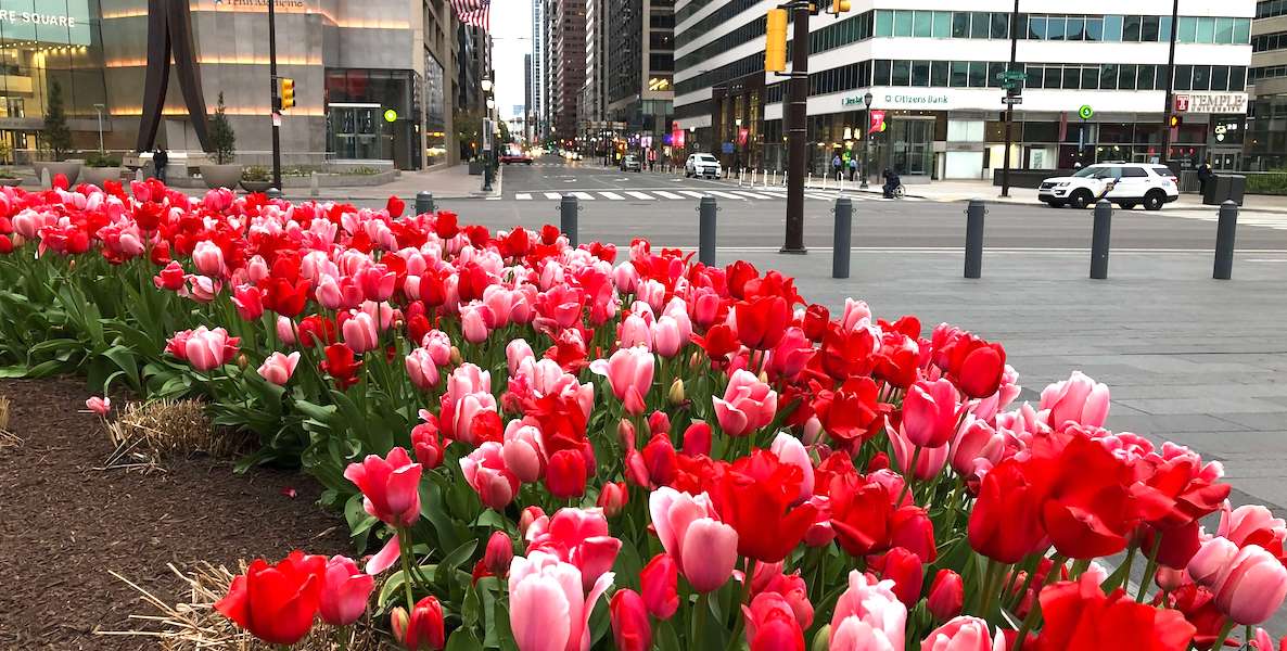 A row of red and pink tulips spring up in front of City Hall in Philadelphia