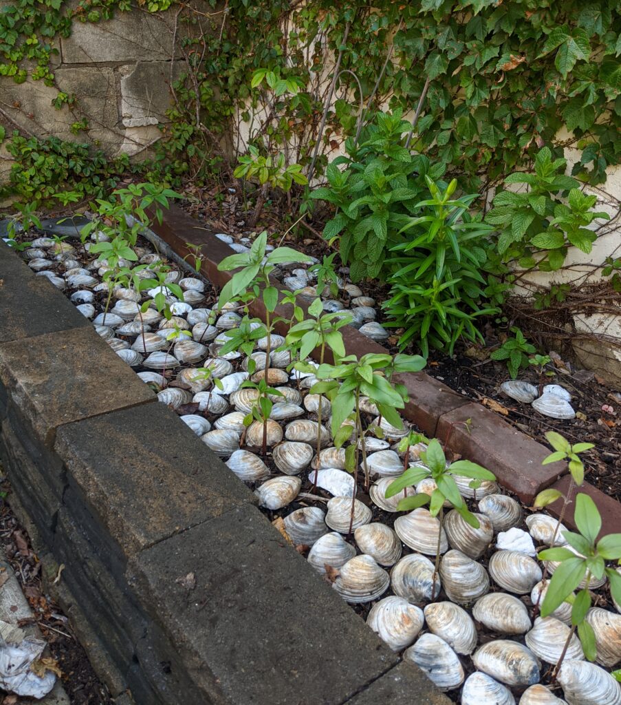 Philly gardener uses clam shells as calcium-rich weed suppressing mulch