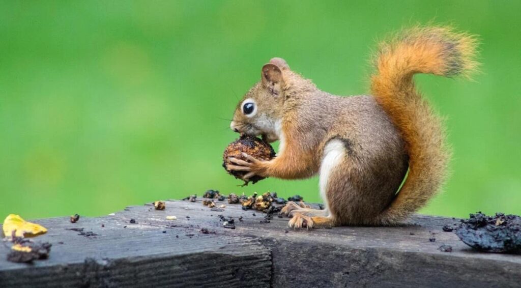 A squirrel eats a nut on someone garden patio. These creatures are some of the biggest pests in Philadelphia gardens.