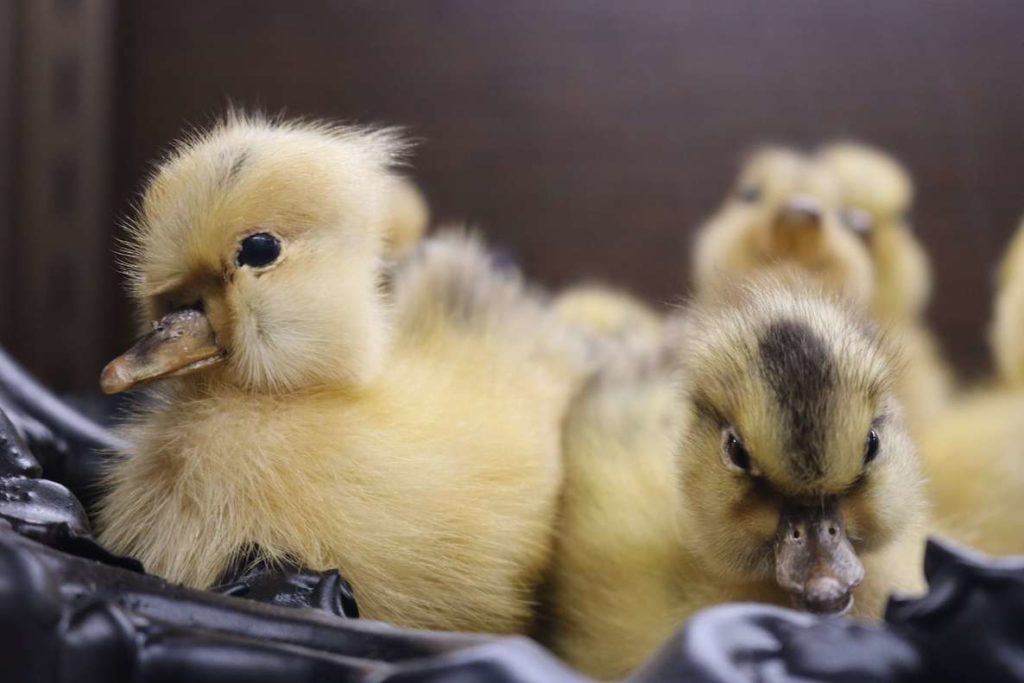 Baby ducks in a box