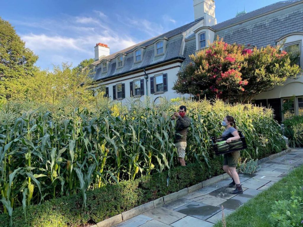Horticulturist David Mattern harvests sweet corn with assistance from Darian Guenther, a Seasonal Horticulturist in the Chanticleer Terrace Gardens.