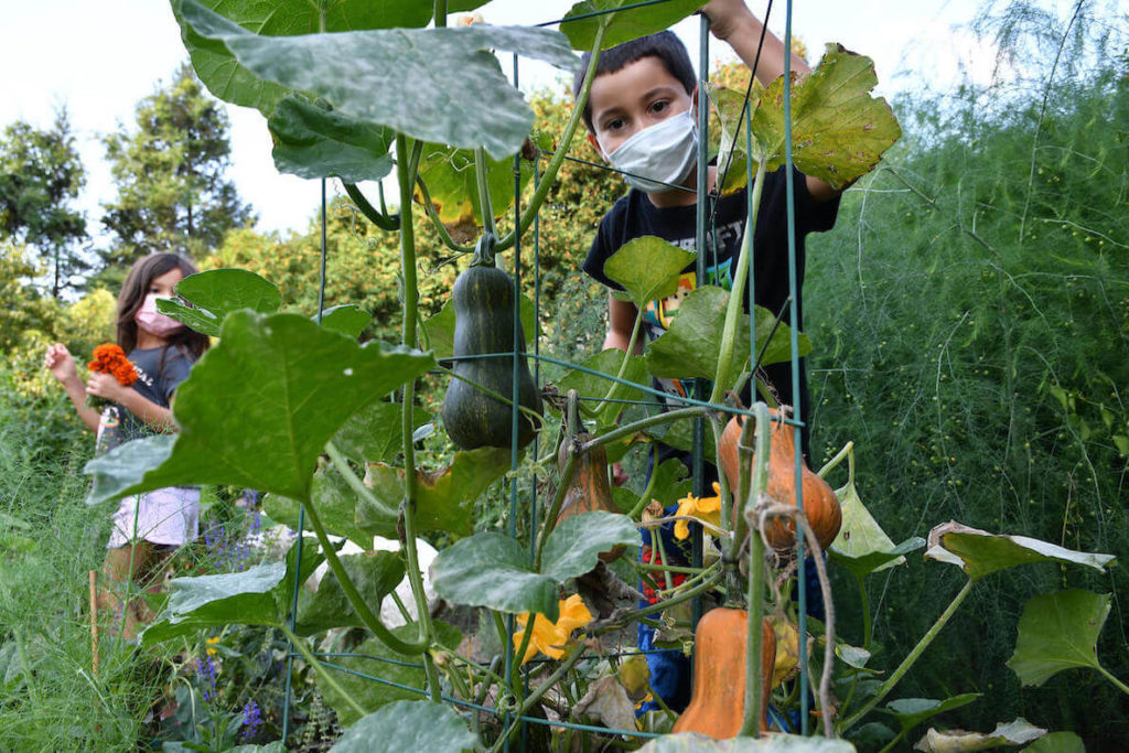 Two kids wearing face masks check on their ripening butternut squash