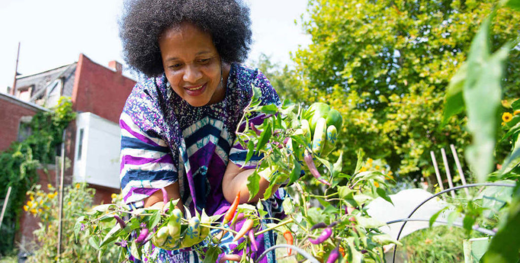 A Philadelphia woman picks peppers out of her urban garden.