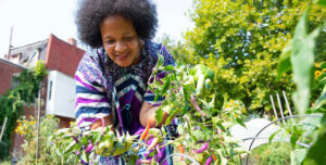 A Philadelphia woman picks peppers out of her urban garden.