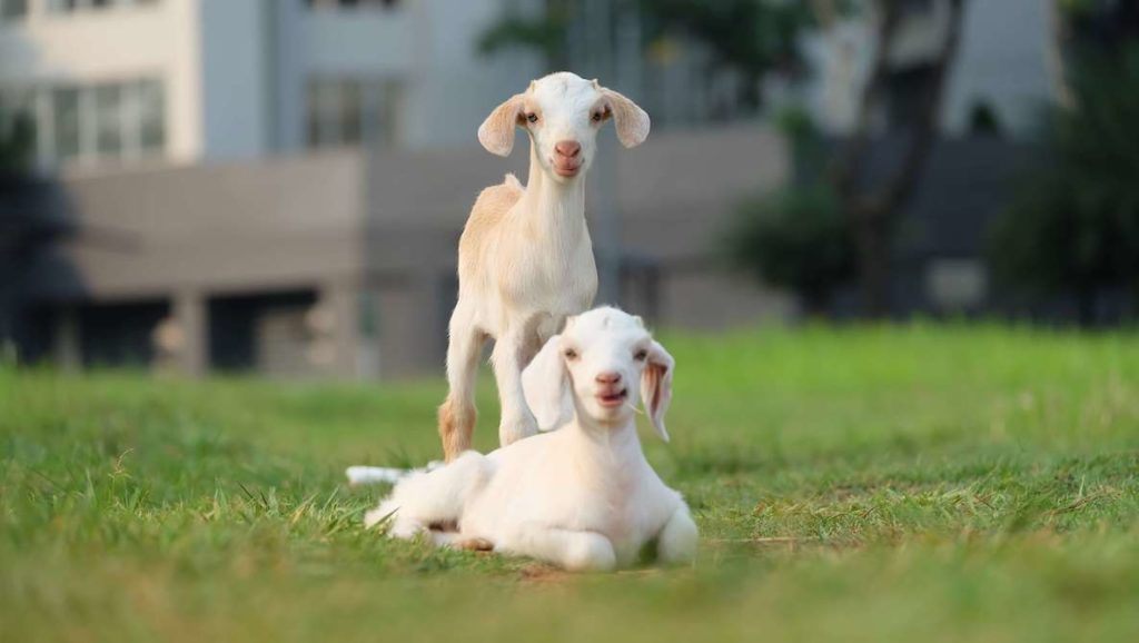 This photo of two baby goats accompanies an article about how to rewild Philadelphia so we can revive the splendor of our natural environs
