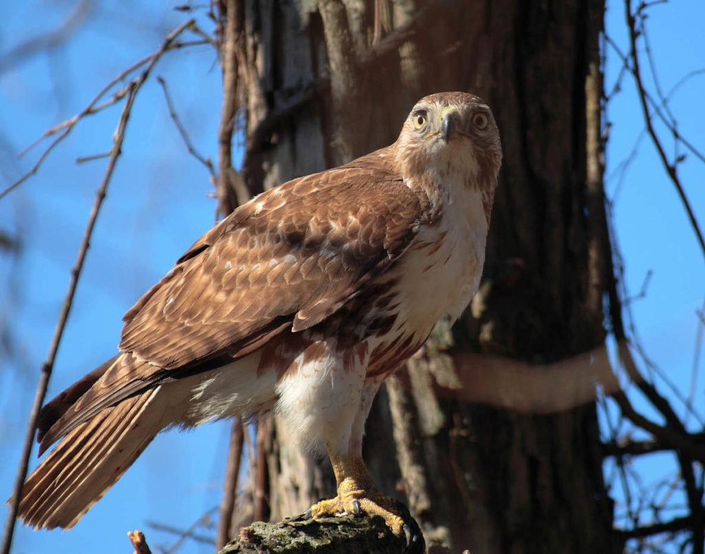 This photo of a hawk accompanies an article about how to rewild Philadelphia so we can revive the splendor of our natural environs