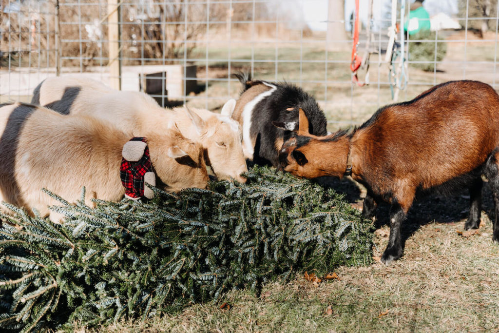 Philly Goat Project will help you recycle your Christmas tree by letting their goats eat it.