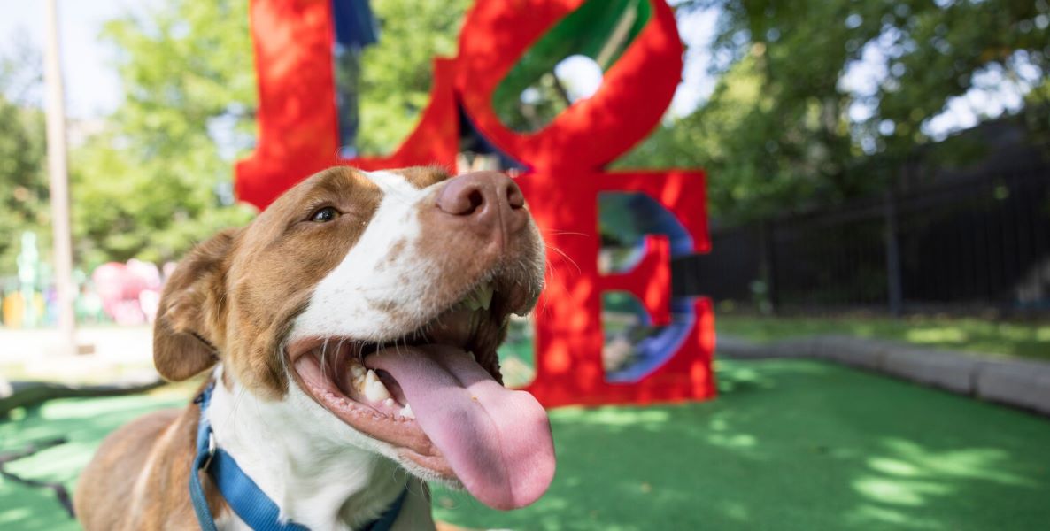 10 Ways to Help Shelter Dogs and Cats in Philly - The Philadelphia Citizen