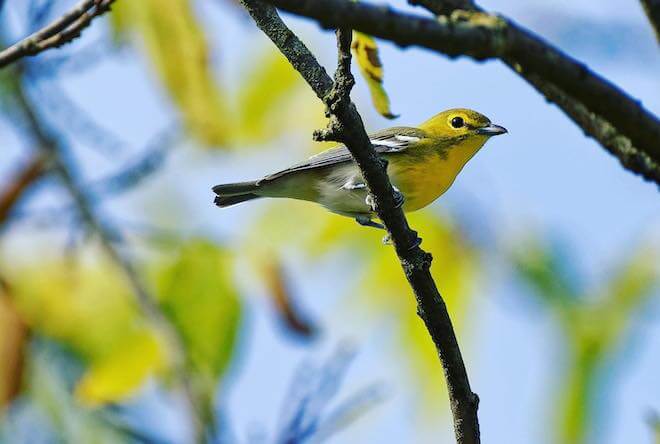 A small songbird called a yellow-throated vireo perches on a branch.