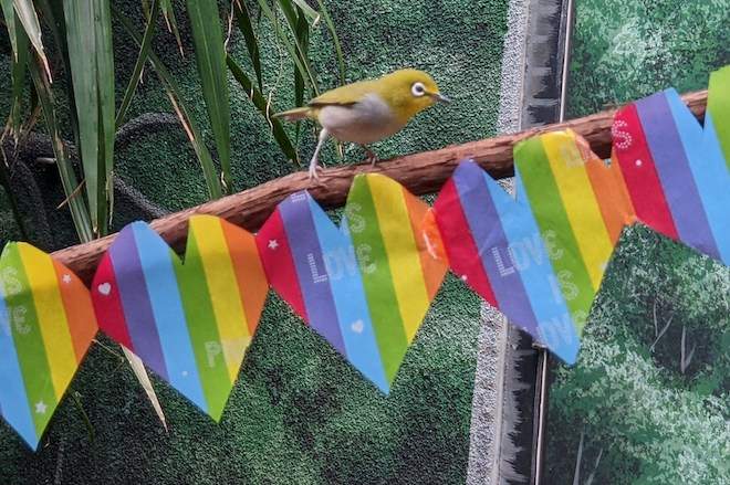 A small brown and yellow bird perches on a branch decorated with a banner of attached rainbow hearts at the Philadelphia Zoo.